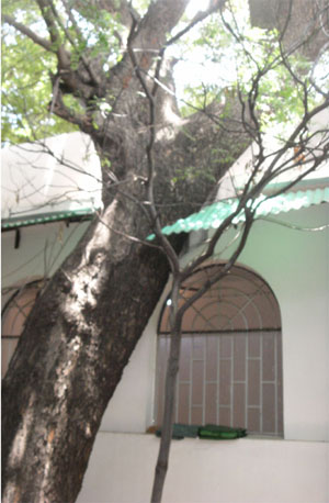 Neem tree